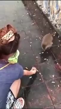 Greedy Monkey Slipping