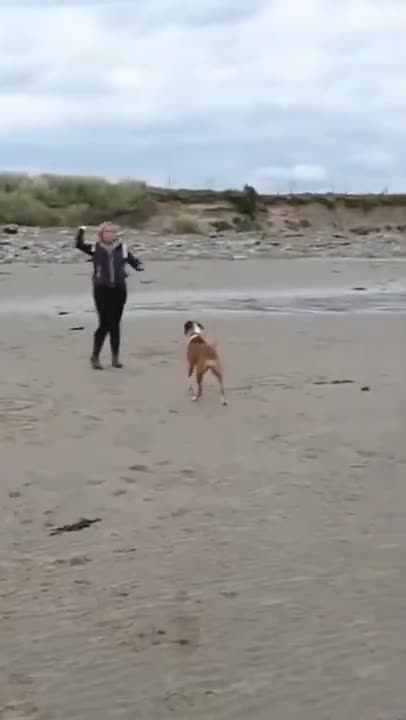 Dog With An Unwanted Summersault
