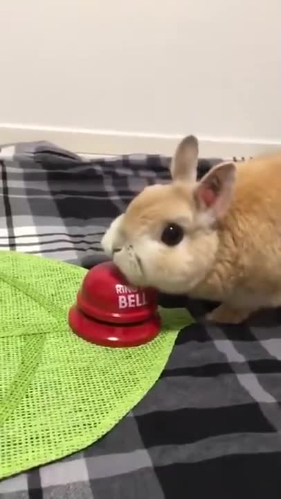Bunny Rings A Bell For...