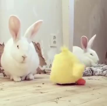 When Your Bunny Does Not Care For A Toy