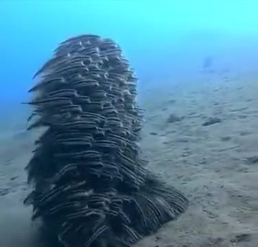 A Team Of Mustached Eel Fish