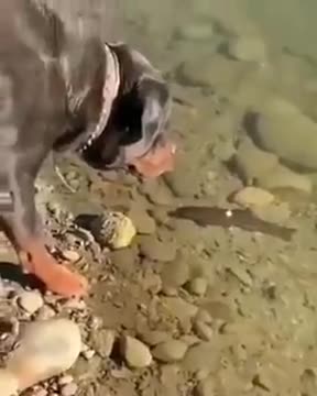 A Dog That Can Catch Fishes
