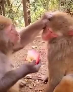 Monkeys Are As Mean As Humans