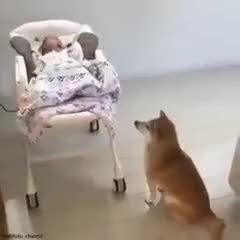 Dog Taking Care Of A Crying Baby