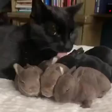 Bunnies With A Cat Mother