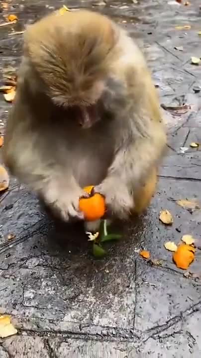 Monkey's Eating Habits Are Better Than Most Humans