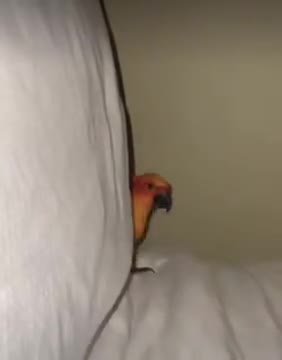 Bird Playing Peekaboo With Human