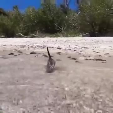 Kitten Getting Accustomed To Beach Water