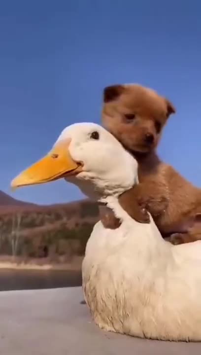 Duck And Fluffy Little Puppy