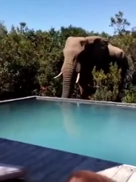 Huge African Elephant Chilling By The Pool