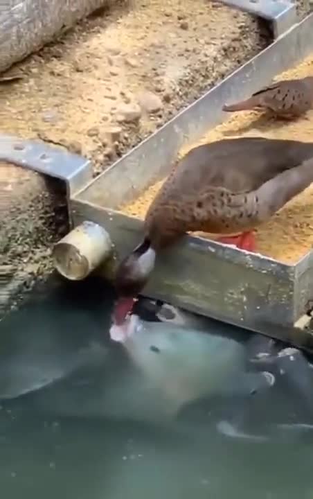 Duck Feeds The Fishes In The Pond