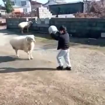 This Ram Is Literally The GOAT Of Football
