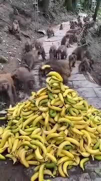 Monkeys Are Better Organized Than Humans