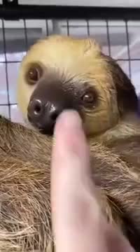 Booping Almost Every Animal In The Zoo