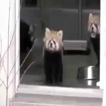 The Good Old Surprised Red Panda Vine