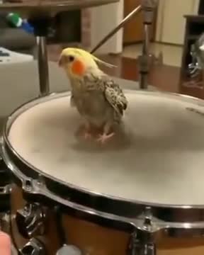 Can't Stop Ft Percussionist Parrot