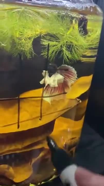 Game Of Tic Tac Toe With A Betta Fish
