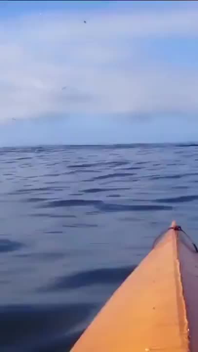 Pod Of Whales Getting Their Food