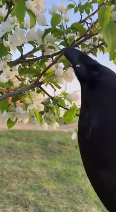 Pet Raven Gifts Man Some Flowers