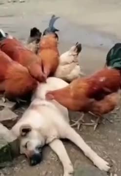 Doggo Getting A Nice Massage From Chickens