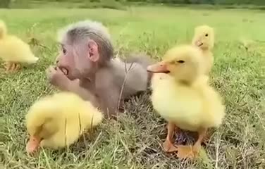 Baby Monkey And It's Duckling Friends
