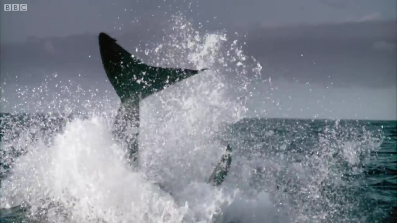 Great White Shark Video