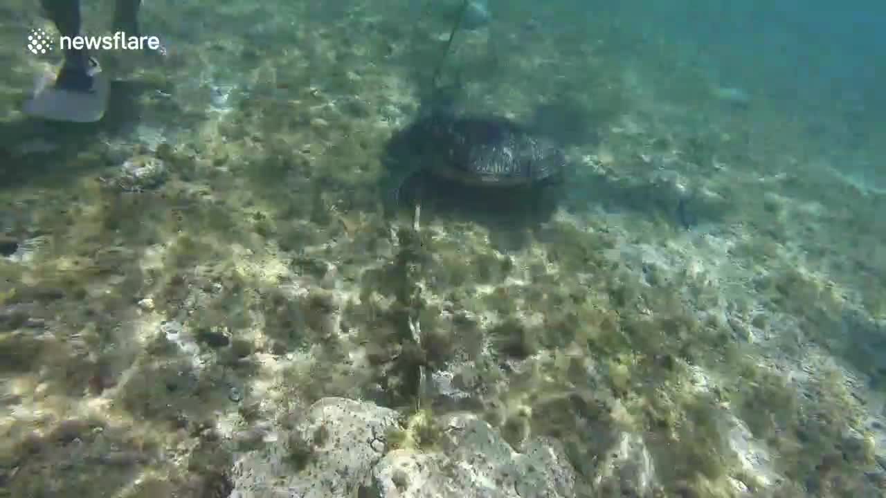 Swimmer Rescues Turtle Trapped By Rope