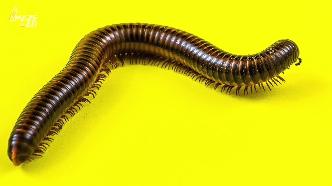 First True Millipede With More Than 1,000 Legs