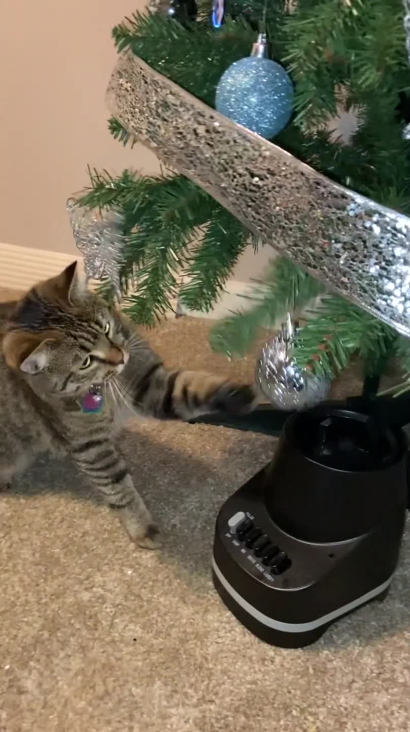 How to Keep a Tree Cat Free