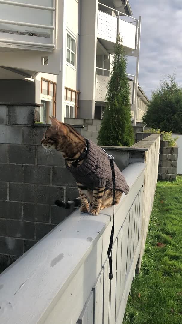 Beautiful Bengal Cat Takes a Fall