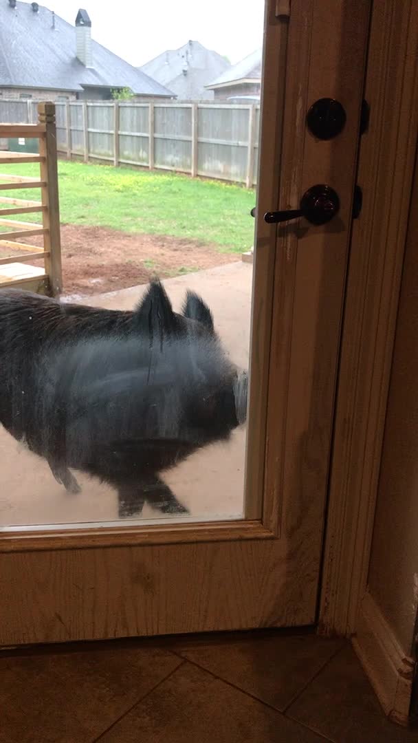 Boar Opens the Door