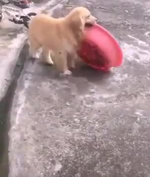 Resourceful Dog