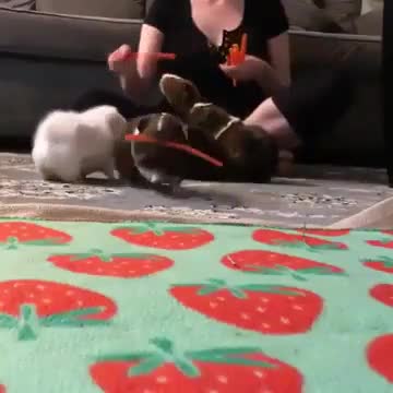 Guinea Pigs And Carrots