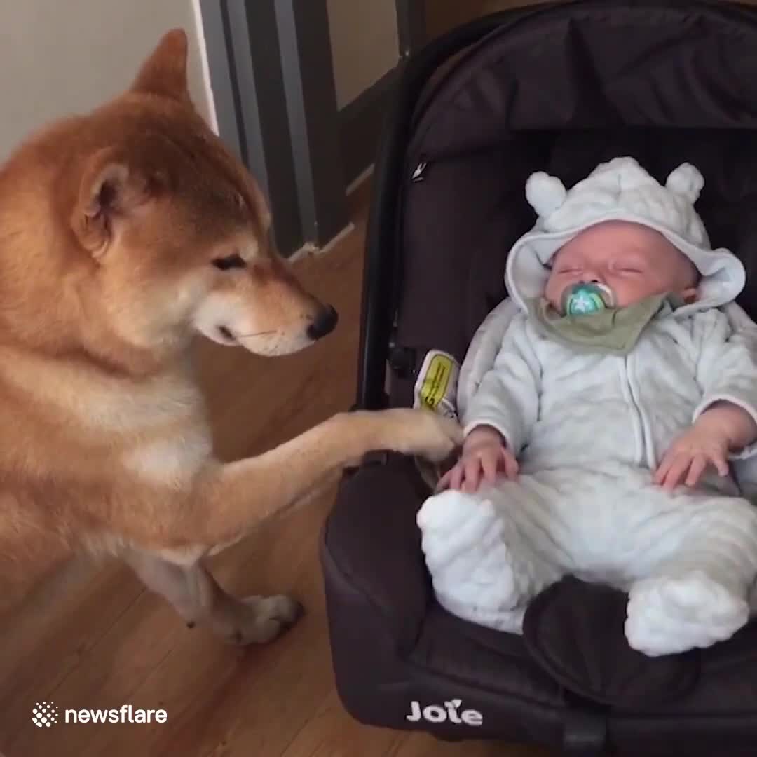 Baby & Doggy