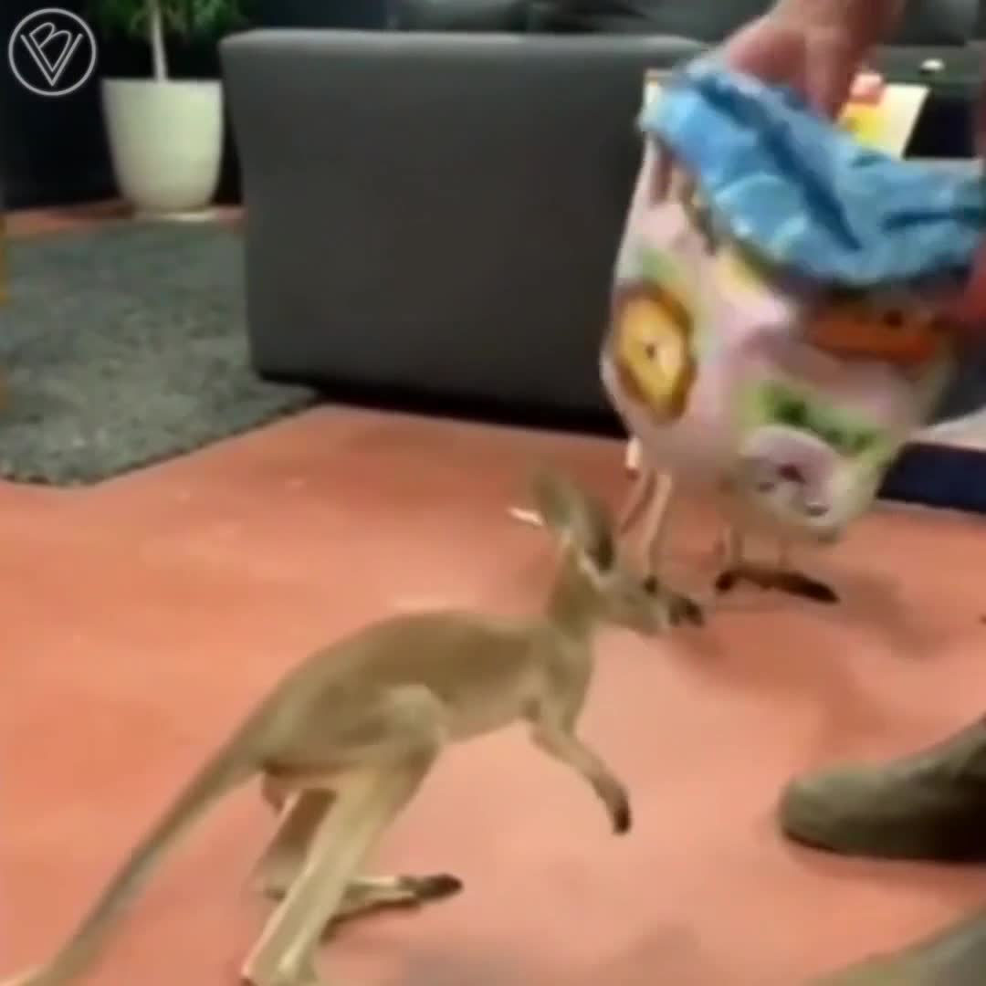 Kangaroo Pet