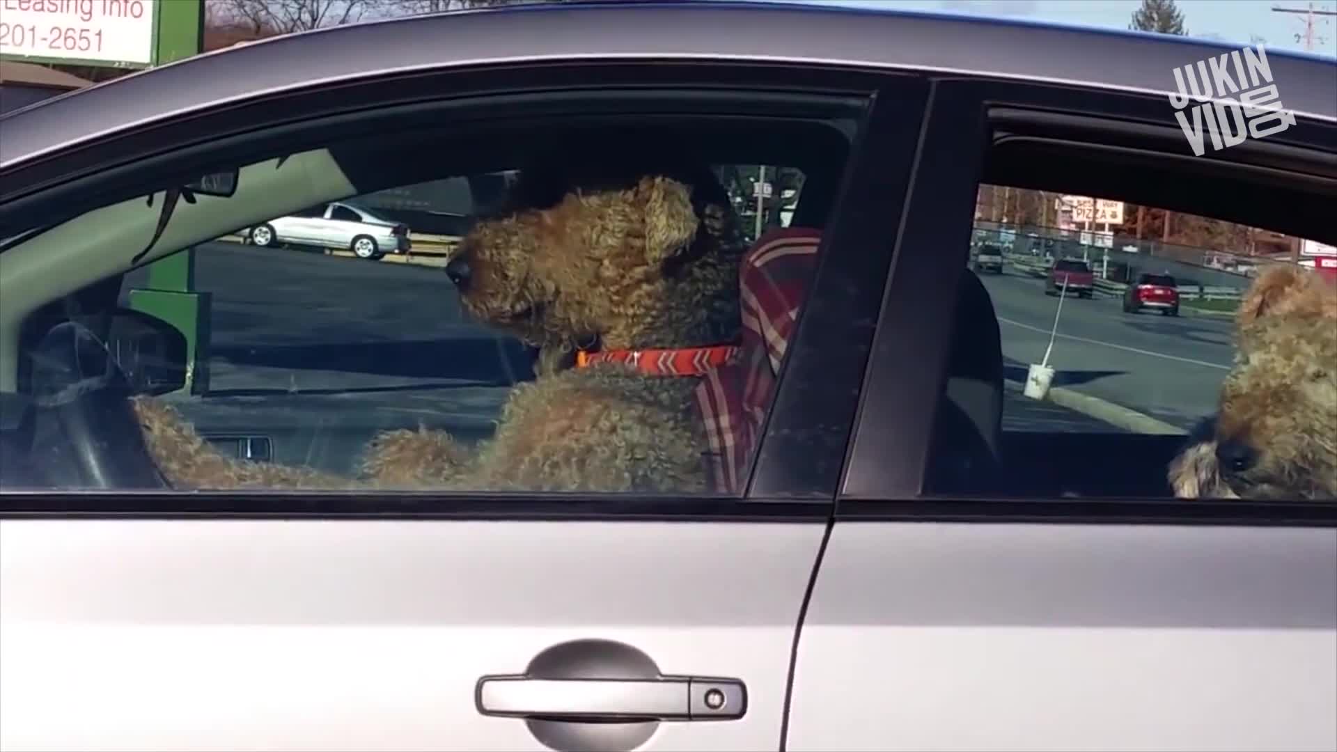 Impatient Dogs Waiting in Car