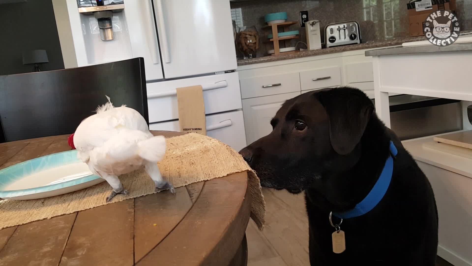 Hungry Pets Video Compilation