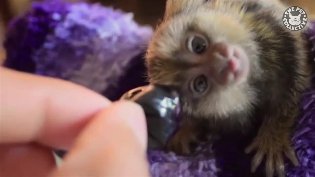 Cute Tiny Animals Pet Video Compilation