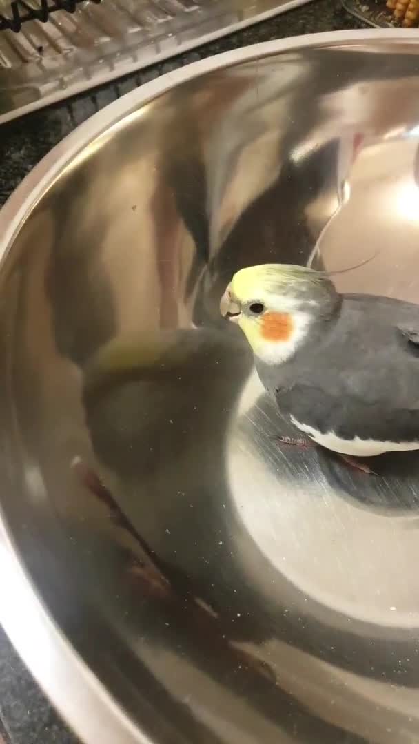 Bird Pecks Metal Bowl While Sitting Inside It