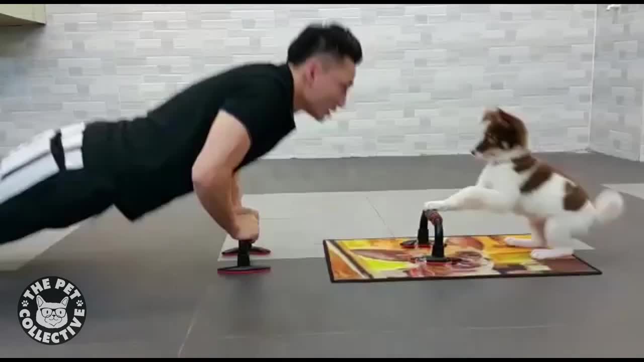 Extreme Pet Workouts