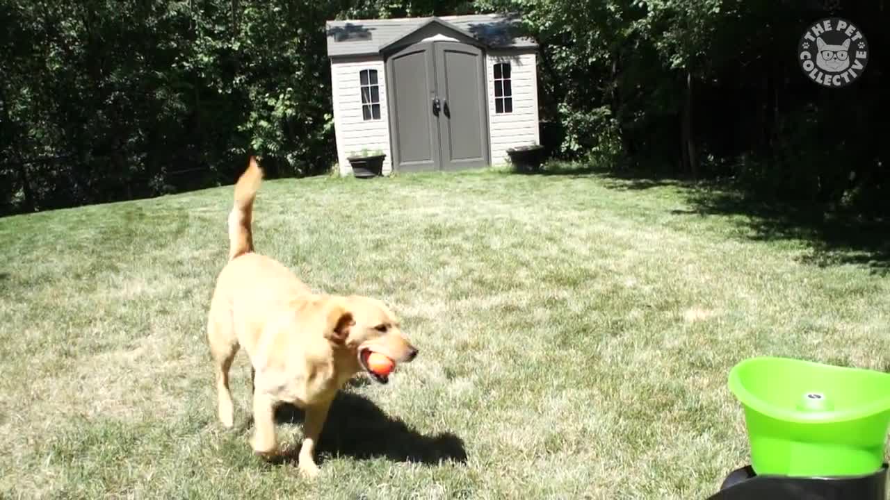 Weekend Dogs Video Compilation