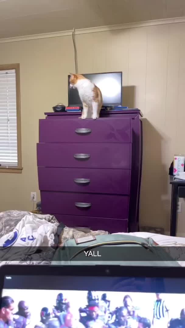 Cat Crashes as Dresser They Climb on Falls