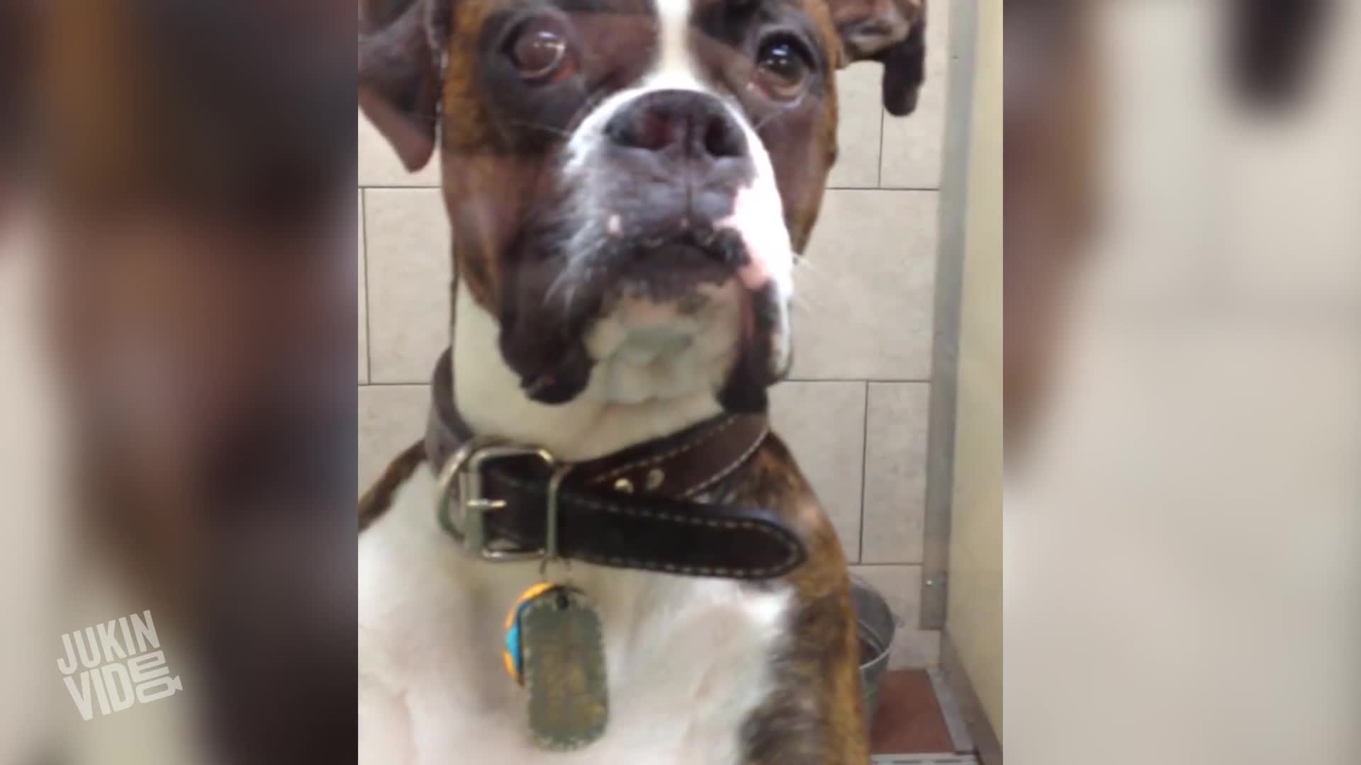Boxer Dog Gives Some Serious Side Eye