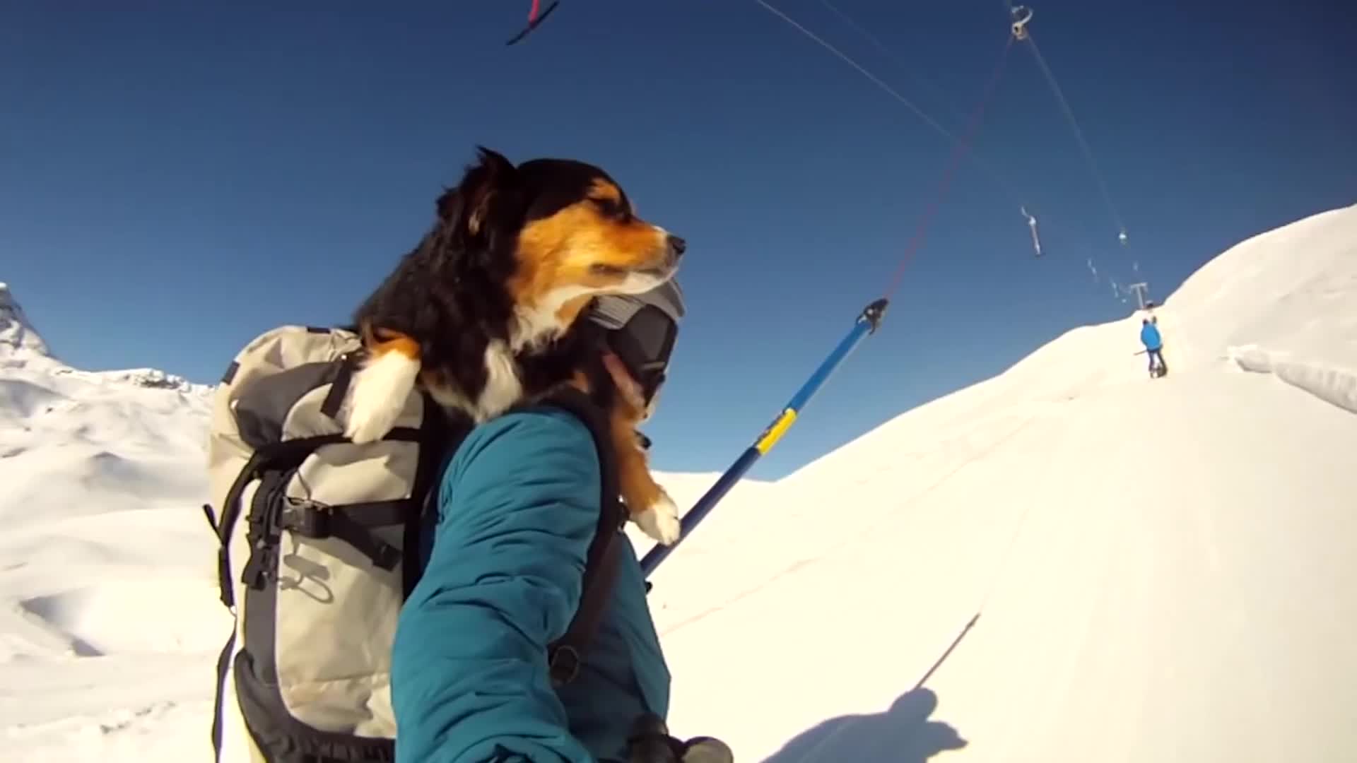 Dog Goes Skiing