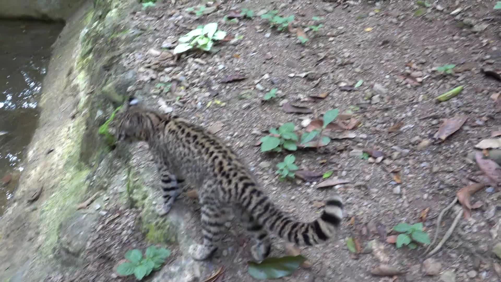 Rescued Geoffroy's Cat Relaxes in Forest
