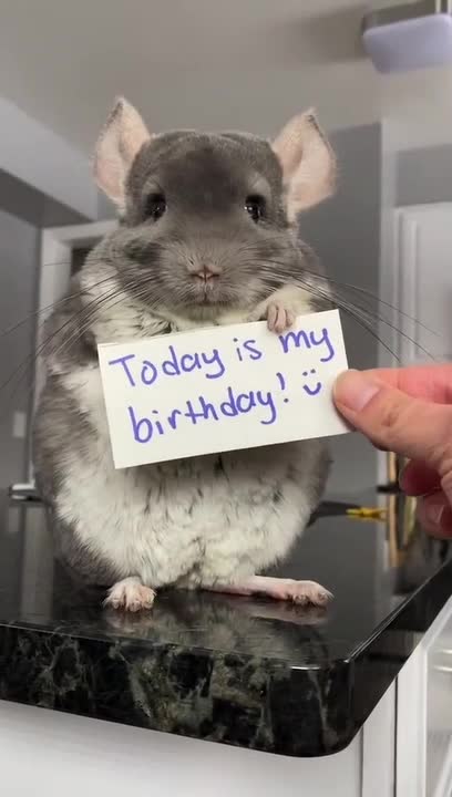 Chinchilla Shares Facts Through Cards for Birthday