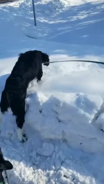 Dog Plays In Snow