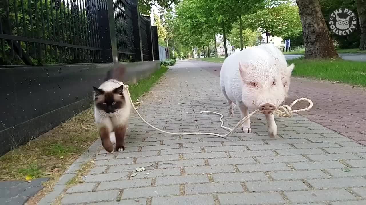 Funny Catwalk