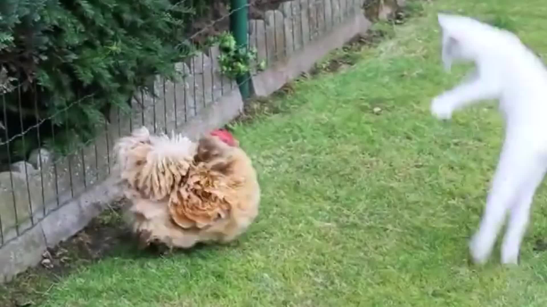 Cat Vs Chicken