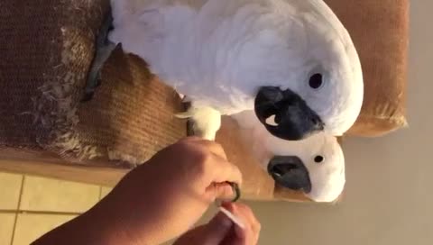 Parrots Love Pedicures
